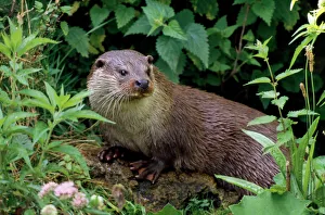 European Otter