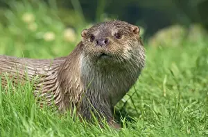 European Otter