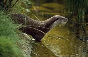 European Otter