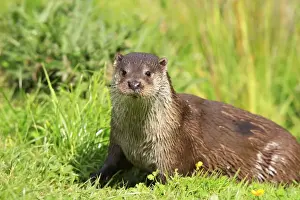 European Otter