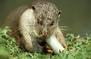 European Otter
