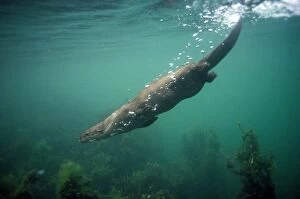 Breathing Collection: European Otter - diving down to seabed - Scotland