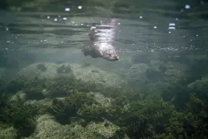 European Otter - diving underwater looking for fish - Scotland