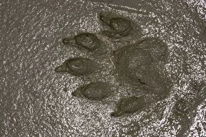 Images Dated 9th September 2004: European Otter - footprint