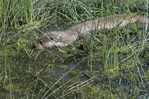 European OTTER - foraging in shallow water