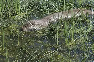 European Otter- foraging in shallow water