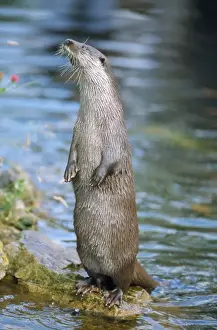 European Otter - standing