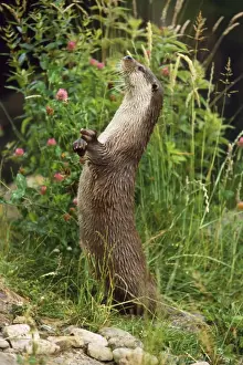European Otter - standing on hind legs