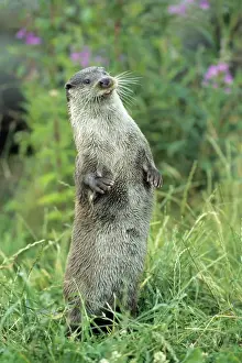 European Otter - standing on back legs Leuwerden, Holland