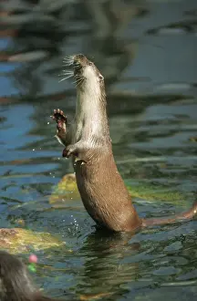 Webbed Feet Prints: European Otter - standing in water