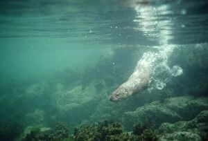 Images Dated 20th July 2007: European Otter - swiming under water Scotland