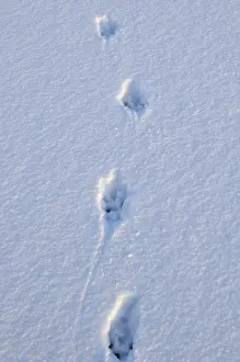 Animal Track Prints: European otter - tracks