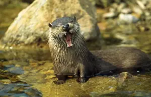 European Otter - yawning