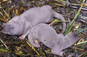 Images Dated 10th April 2007: European Otter - young in nest