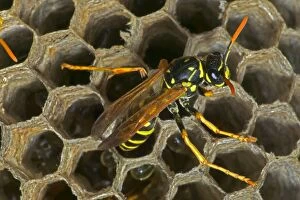 European Paper WASP - female, laying egg
