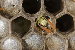 European Paper WASP - male emerging as adult, nests in open combs