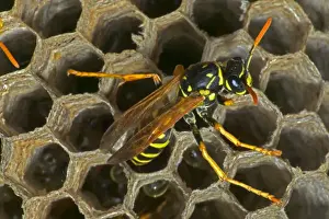 European Paper Wasps - female, laying egg Introduced to Boston area from central Europe in 1980's- presently occurs coast to coast in the U. S. A
