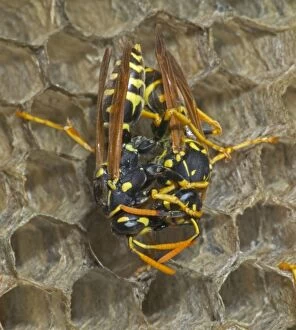 European Paper WASPS - female being fed regurgitated caterpillars, nectar or water by another female