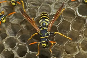 European Paper Wasps - female - Introduced to Boston area from central Europe in 1980's- presently occurs coast to coast in the U. S. A. where it displaces native species- nests in open combs-primitive eusocial wasp-annual life cycle
