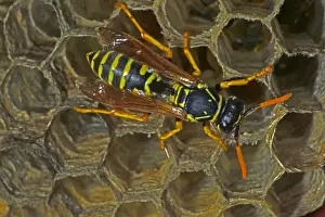 European Paper Wasps - female - Introduced to Boston area from central Europe in 1980's- presently occurs coast to coast in the U. S. A. where it displaces native species- nests in open combs-primitive eusocial wasp-annual life cycle