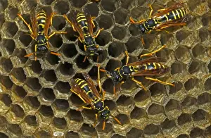 European Paper Wasps - female Introduced to Boston area from central Europe in 1980's- presently occurs coast to coast in the U. S. A. where it displaces native species- nests in open combs-primitive eusocial wasp-annual life cycle