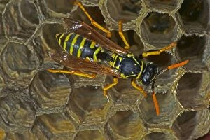 European Paper Wasps - female at nest
