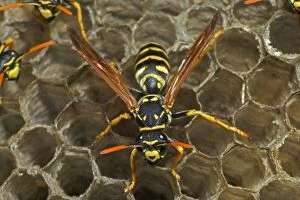 European Paper Wasps - female at open comb