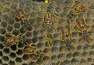 European Paper Wasps - females - Introduced to Boston area from central Europe in 1980's- presently occurs coast to coast in the U. S. A. where it displaces native species- nests in open combs-primitive eusocial wasp-annual life cycle