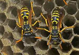 Sections Prints: European Paper Wasps - two females Introduced to Boston area from central Europe in 1980's- presently occurs coast