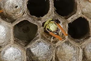 European Paper Wasps - Male emerging as adult - Being fed by female - Introduced to Boston area from central Europe in 1980's- Presently occurs coast to coast in the U. S. A
