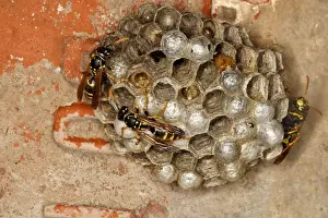 European Paper Wasps - at nest under house roof. France