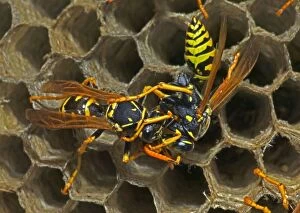European Paper Wasps - Trophallaxis. Male (right) being fed by female (left)