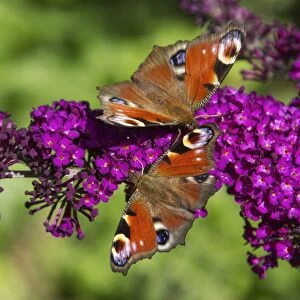 Butterflies And Moths Gallery: European Peacock butterflies