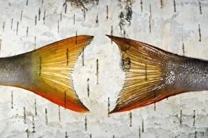 Images Dated 7th March 2010: European Perch - two fish-tails placed on a birch-tree