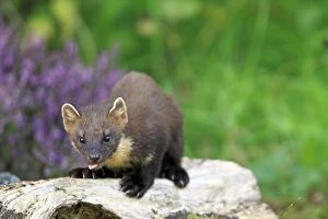 Images Dated 27th August 2010: European Pine Marten