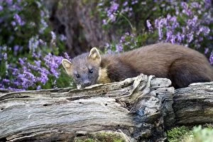 Images Dated 25th August 2010: European Pine Marten - by old log and heather
