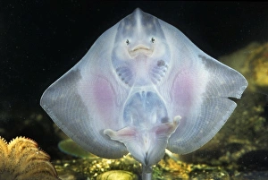 <b class=qtipBold><figcaption>European Plaice - swimming</figcaption></b><br>ME-2251 European Plaice - swimming Johan De Meester Please note that prints are for personal display purposes only and may not be reproduced in any way.<br><em>© Johan de Meester / ardea.com</em> European Plaice - swimming