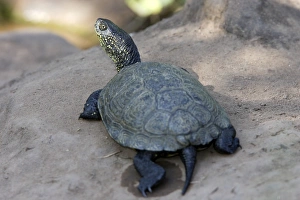 Images Dated 19th July 2006: European Pond Terrapin