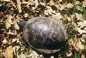 European Pond Terrapin