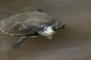 Images Dated 19th July 2006: European Pond Terrapin - in water. France
