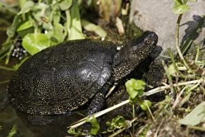 Images Dated 19th July 2006: European Pond Terrapin - in water. France