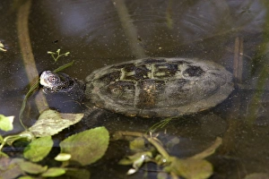 Images Dated 19th July 2006: European Pond Terrapin - in water. France
