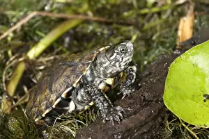 Terrapin Prints: European Pond Turtle