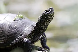Terrapin Prints: European Pond Turtle. France