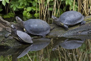 Sva 051217 Gallery: European Pond Turtle - resting turtles - Germany