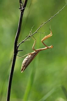 Images Dated 8th August 2008: European / Praying Mantis - hides in long grasses - demonstrates perfect disguise as a 'dry twig'