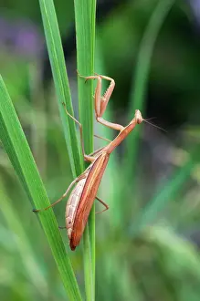 Mantis Prints: European / Praying Mantis - hides in long grasses - typical in steppe - near river Ural - Orenburg region - July Ku41