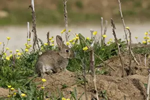 European Rabbit