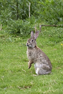 Images Dated 21st May 2005: European Rabbit