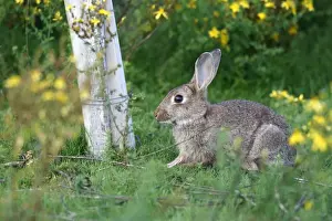 European Rabbit